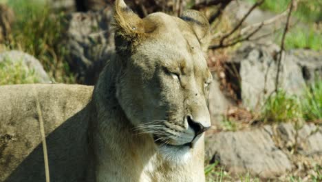 Closeup-of-lioness-face-as-she-squints-in-the-fun