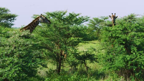 Giraffe-feeding-on-vegetation-in-the-wild-Manyara-Ranch-Conservancy-Tanzania-Africa