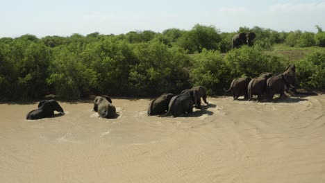 Elephants-walking-out-of-murky-waterhole-in-african-wilderness,-Tanzania