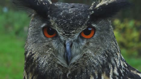 Close-up-slow-motion-shot-of-a-owl-face-with-beautiful-orange-eyes-in-the-nature-with-brown-feathers,-sitting-and-looking-4K