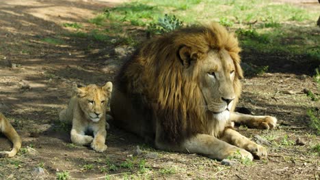 Lion-with-a-lion-cub-laying-down-on-ground