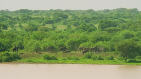 Elefanten,-Die-In-Zeitlupe-In-Den-Wilden-Afrikanischen-Ebenen-Tansanias-Mit-Wasserloch-Spazieren