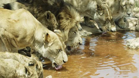 Lions-huddle-and-drink-water