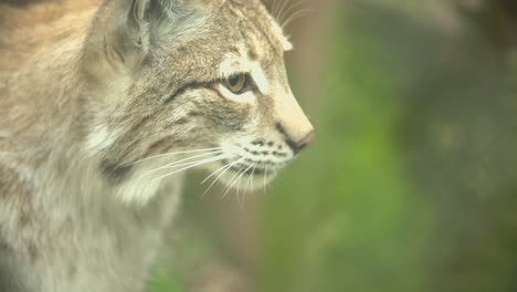 Lynx-looking-arround-in-nature-with-green-trees-in-the-background-in-slow-motion-close-up-shot-on-a-sunny-day