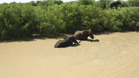 Elephants-bathing-in-waterhole-in-the-wild,-close-up-from-drone