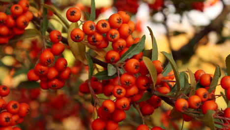 Bunch-of-red-berries-on-plant