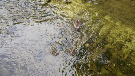 In-many-rivers-in-Tokyo,-Japan,-it-is-very-common-to-see-families-of-ducks-looking-for-food,-often-the-mothers-with-their-young