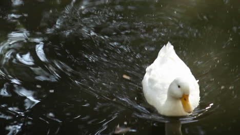 White-duck-gently-swimming-in-pond