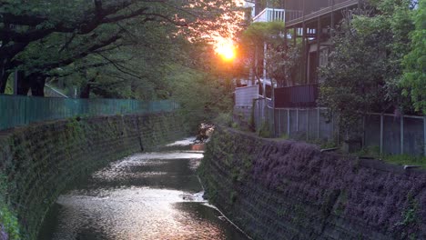In-many-neighborhoods-of-Tokyo-there-are-numerous-rivers,-full-of-animals-and-nature