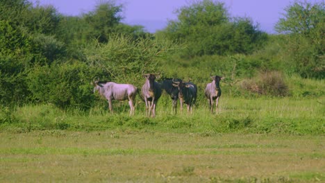 Wildebeest-shaking-head-to-get-rid-of-flies-in-African-green-plains