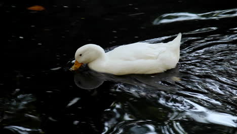 White-feathered-duck-gently-gliding-through-pond
