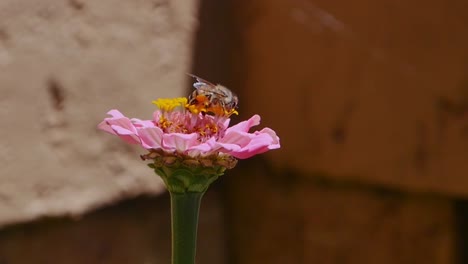 Nahaufnahme-Einer-Biene,-Die-Auf-Einer-Blume-Kriecht-Und-Pollen-Sammelt