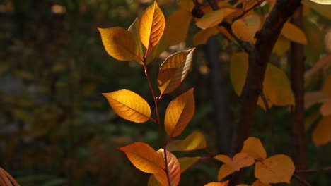 Schwenken-Sie-Die-Rechte-Ansicht-Des-Herbstes-Gelbe-Herbstfarbe-Blätter-Auf-Der-Pflanze-Im-Garten
