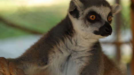 Nahaufnahme-Eines-Lemurs,-Der-Sich-Am-Seil-In-Einem-Zoo-Umsieht