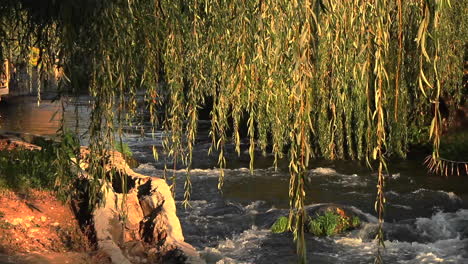 Water-flowing-in-river-seen-through-weeping-willow-tree-branches