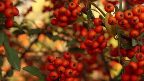 Close-up-view-of-red-berries-on-plant-in-garden
