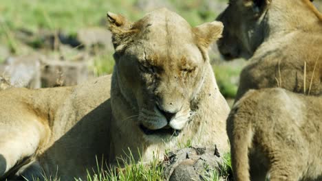pack-of-lions-and-their-cubs-resting-in-the-meadow
