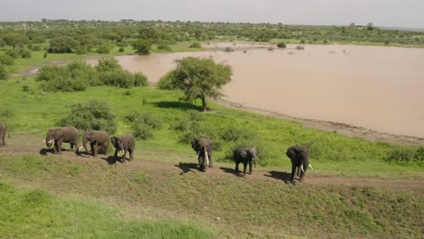 Elefantes-Africanos-Parados-En-La-Cima-De-Una-Colina-Balanceando-Sus-Baúles-Con-Pozo-De-Agua-Y-Llanuras-Alrededor