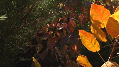Schwenken-Sie-Die-Rechte-Ansicht-Der-Gelben-Herbstpflanzen-Im-Garten,-Die-Auf-Gelben-Goldblättern-Schließen