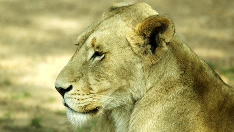 head-of-a-beautiful-lioness-looking-out-into-the-distance