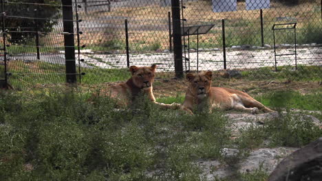 Two-lions-resting-on-ground-seen-through-defocus-wire-fence-at-zoo