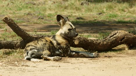 Afrikanischer-Wildhund,-Der-Sich-An-Einem-Baumstumpf-Ausruht