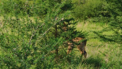 Baby-giraffe-shaking-head-whilst-walking-through-green-african-plains-in-midday-sun