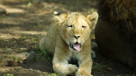 cub-yawns-and-is-laying-near-lion