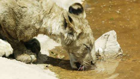 closeup-of-lioness-drinking-water