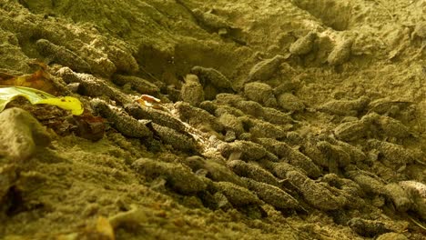 Meeresschildkröten-Schlüpfen-Und-Kriechen-Aus-Dem-Nest-In-Richtung-Meer