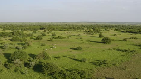 Animals-running-free-in-huge-green-african-plains-with-zebra,-wildebeest-and-waterbuck