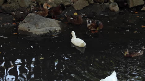 Weiße-Und-Braune-Enten,-Die-Sich-Im-Teich-Im-Zoo-Entspannen