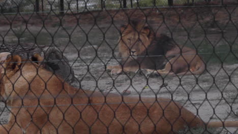 Lion-walking-and-then-sitting-within-enclosure-viewed-from-fence-at-zoo