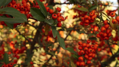 Bunch-of-red-berries-on-plant-with-green-leaves