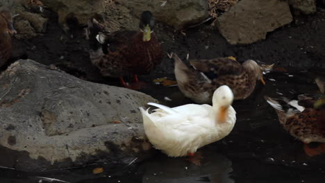 White-and-brown-ducks-ruffling-feathers-with-their-beaks-by-pond-at-zoo