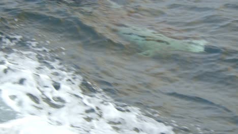 Delphin-Schwimmt-Und-Dreht-Sich-Unter-Der-Wasseroberfläche