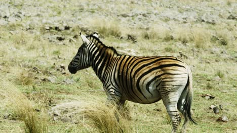 tracking-shot-of-a-zebra-running-through-a-herd