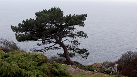 Lonely-tree-waves-in-the-wind-on-a-cliff-by-the-ocean-in-cloudy-weather