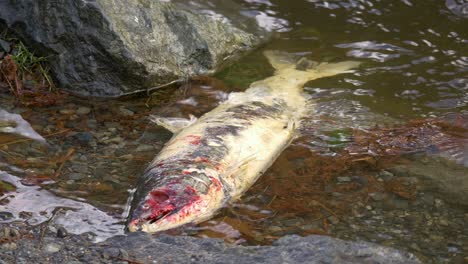 Steady-shot-of-dead-salmon-after-spawning-floating-in-stream,-eyes-picked-by-birds-or-bear---Vancouver-Island,-Canada