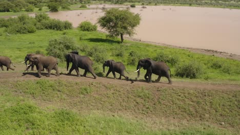 Elephants-walking-along-top-of-hill-through-african-plain-from-above