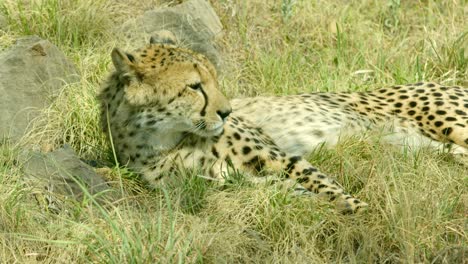 closeup-of-cheetah-licking-lips,-yawning-and-laying-back-playfully