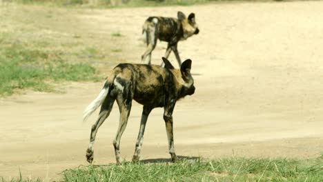 Afrikanische-Wilde-Hunde,-Die-Von-Einer-Unbefestigten-Straße-Gehen