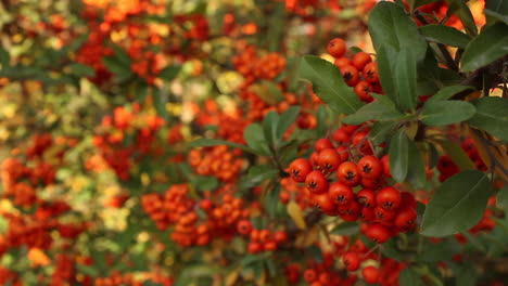 Bunches-of-red-berries-on-plant