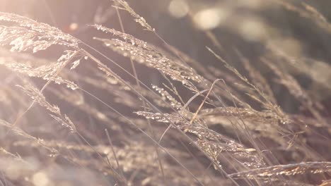 Goldener-Weizen,-Der-An-Einem-Heißen-Sommertag-Auf-Verschwommenem-Hintergrund-Im-Wind-Weht