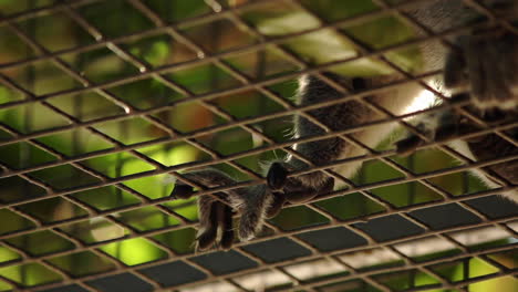 Close-up-of-feet-of-lemur-on-cage-fence-viewed-from-low-angle