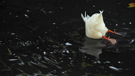 Weiße-Gefiederte-Ente-Mit-Kopf-Im-Wasser,-Die-Dann-Auf-Der-Oberfläche-Ruht