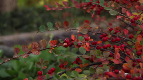 Blick-Auf-Rote-Beeren-Am-Ast-Mit-Herbstlichen-Blättern-Im-Garten