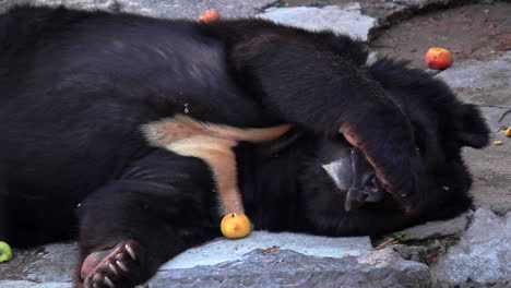 Black-bear-sleeping-on-rock-with-paw-covering-face