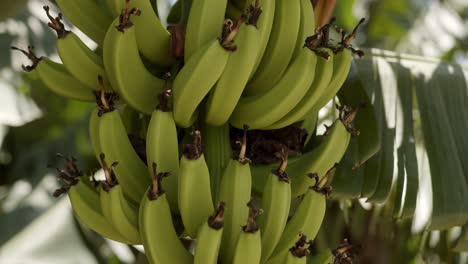 Green-bunch-of-bananas-hanging-on-tree
