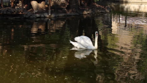 White-swan-gently-swimming-through-pond-and-turning-around